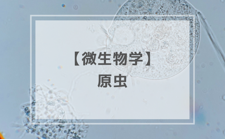 衛生学：原虫（計2問）【歯科医師国家試験】（2025年12月24日更新