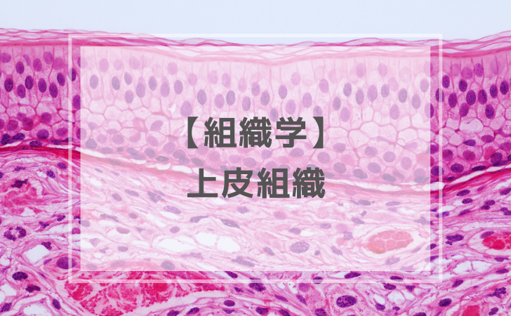 組織学：上皮組織（計14問）【歯科医師国家試験】（2025年12月17日更新