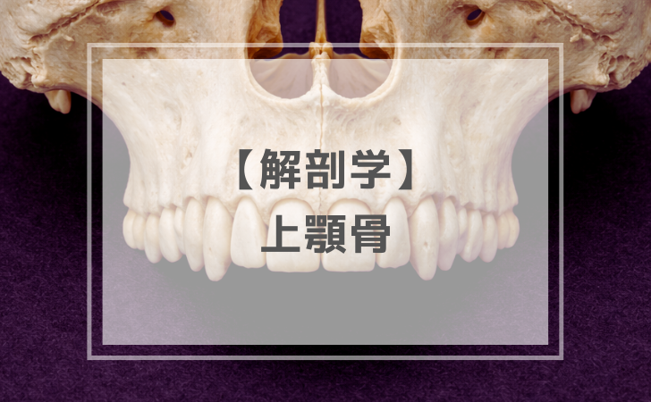 解剖学:上顎骨(計3問)【歯科医師国家試験】(2025年12月18日更新) | DENTAL YOUTH