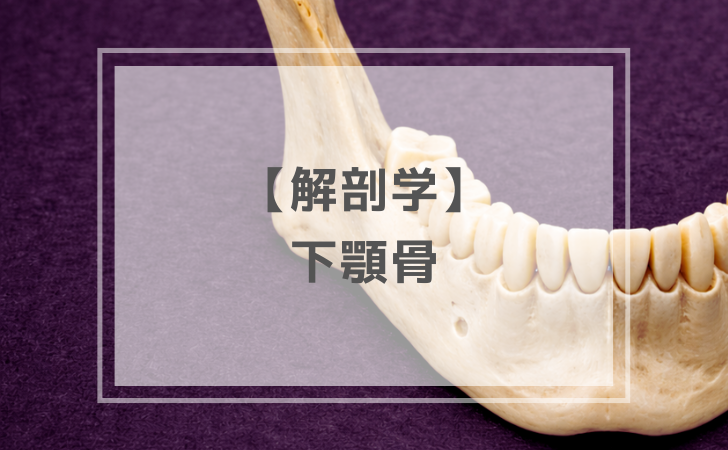 解剖学：下顎骨（計3問）【歯科医師国家試験】（2025年12月18日更新