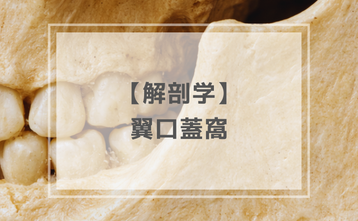 解剖学：翼口蓋窩（計2問）【歯科医師国家試験】（2025年12月18日更新