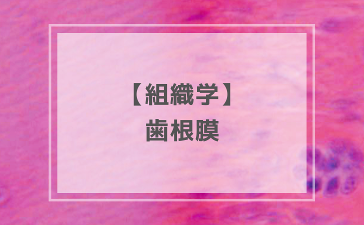 組織学：歯根膜（計6問）【歯科医師国家試験】（2025年12月17日更新