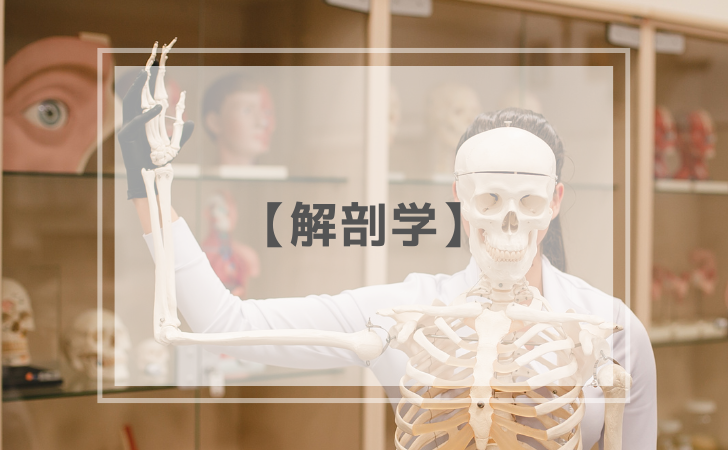 歯科医師国家試験】解剖学 | DENTAL YOUTH