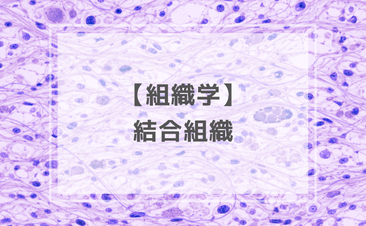 Histology（組織学）～海外医学部を６年で卒業～ 組織学：結合組織（計4問）【歯科医師国家試験】（2025年12月17日更新
