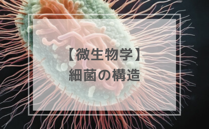 微生物学：細菌の構造（計7問）【歯科医師国家試験】（2025年12月23日