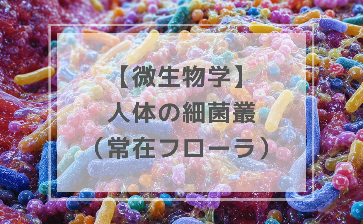 人体の細菌叢（フローラ）（計7問）｜微生物学【歯科医師国家試験